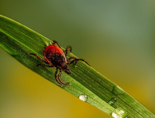 Be TICK Smart: Staying Safe This Summer